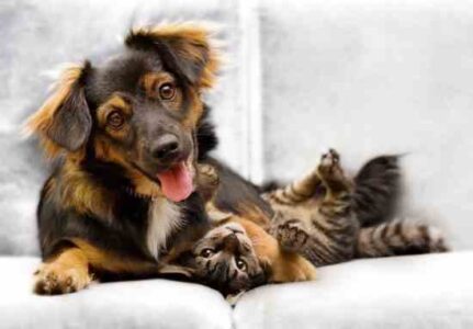 Make Natural Pet Treats Image